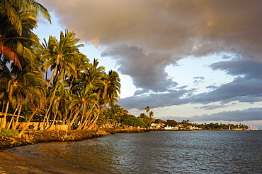 Palm trees on the beach, Lahaina, Maui, Hawaii Islands, USA