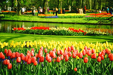 Tulip growing in a garden, Keukenhof Gardens, Lisse, Netherlands