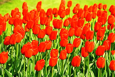 Close-up of red tulips in a garden, Keukenhof Gardens, Lisse, Netherlands