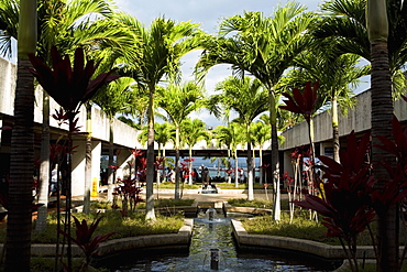 Palm trees on the courtyard of a building, Pearl Harbor, Honolulu, Oahu, Hawaii Islands, USA