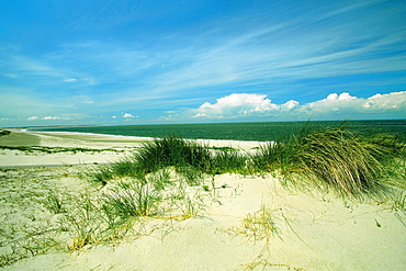 Grass on the beach, Zeeland, Netherlands