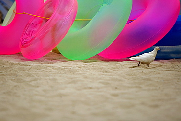 Pigeon and inflatable rings on the beach, Waikiki Beach, Honolulu, Oahu, Hawaii Islands, USA