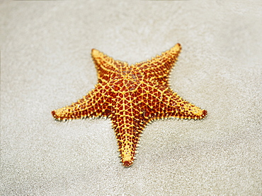 Close-up of a Cushion Starfish (Oreaster reticulatus) in sand, Providencia, Providencia y Santa Catalina, San Andres y Providencia Department, Colombia