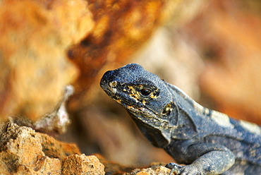 Close-up of a lizard, Providencia y Santa Catalina, San Andres y Providencia Department, Colombia