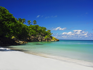 Trees on the beach, Providencia, Providencia y Santa Catalina, San Andres y Providencia Department, Colombia