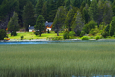 Tall grass in a lake, Lake Nahuel Huapi, San Carlos De Bariloche, Argentina