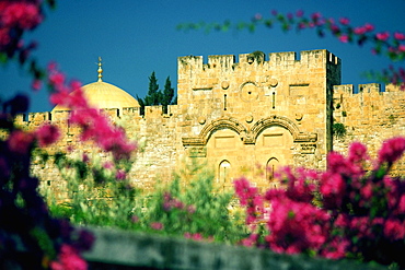 Flower plants in front of a wall, The Golden Gate, Jerusalem, Israel