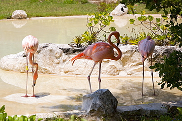 Three flamingos standing in water, Cancun, Mexico