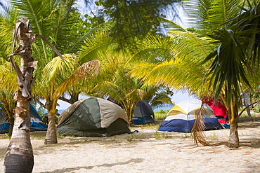 Palm trees and tents on the beach, Paya Bay Resort, Roatan, Bay Islands, Honduras