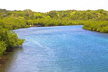 River passing through a forest, Dixon Cove, Roatan, Bay Islands, Honduras