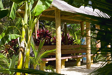 Banana tree in front of a hut, Roatan, Bay Islands, Honduras