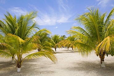 Palm trees on the beach, Las Palmas Resort, Roatan, Bay Islands, Honduras