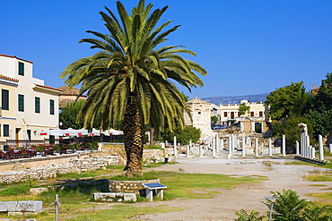 Palm tree in a courtyard, Roman Agora, Athens, Greece