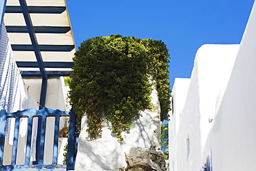 Low angle view of plants growing on a concrete structure, Mykonos, Cyclades Islands, Greece