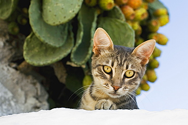 Close-up of a cat, Mykonos, Cyclades Islands, Greece