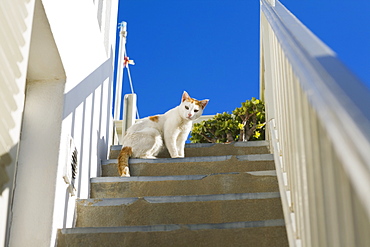 Low angle view of a cat on a staircase, Mykonos, Cyclades Islands, Greece