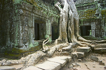 Roots growing over a temple, Angkor Wat, Siem Reap, Cambodia