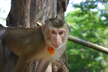 Close-up of a monkey, Vang Vieng, Laos