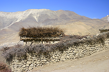 Bushes on a stone wall in front of a mountain, Annapurna Range, Himalayas, Nepal