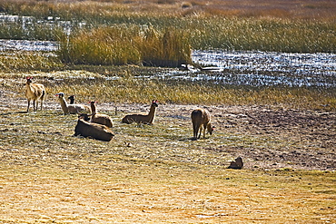 Herd of llamas (Lama glama) in a field, Cuzco, Peru