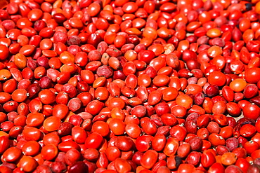 Close-up of seeds of Huayruro, Pisaq, Cuzco, Peru