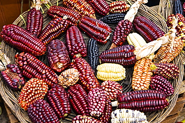 High angle view of a basket of colored corns in a market stall, Pisaq, Cuzco, Peru