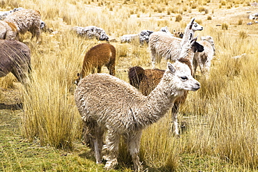 Llamas (Lama glama) with alpacas (Lama pacos) and sheep grazing in a pasture, Peru