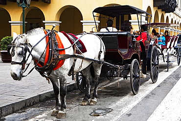 Horsedrawns in front of a building, Plaza-de-Armas, Lima, Peru