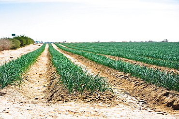 Onion crop in a field, Peru