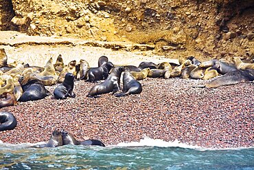 Group of seals on the coast, Ballestas Islands, Paracas National Reserve, Paracas, Ica Region, Peru