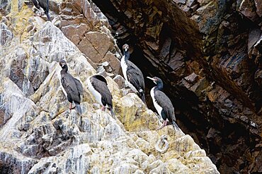 Four seagulls perching on rock, Ballestas Islands, Paracas National Reserve, Ica Region, Peru