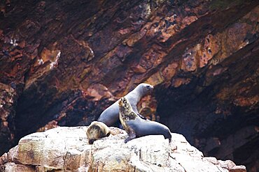 Three seals on a rock, Ballestas Islands, Paracas National Reserve, Paracas, Ica Region, Peru