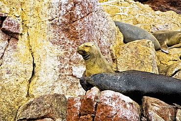 Close-up of four seals resting on rocks, Ballestas Islands, Paracas National Reserve, Paracas, Ica Region, Peru