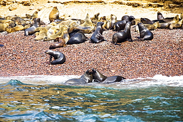 Group of seals on the coast, Ballestas Islands, Paracas National Reserve, Paracas, Ica Region, Peru