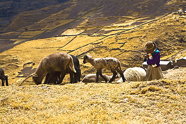 Girl herding llamas (Lama glama) in a field, Peru