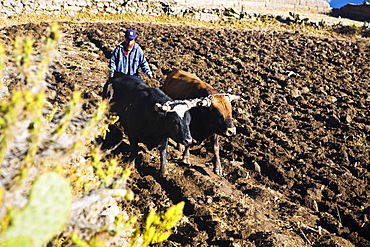 Farmer ploughing a field, Cabanaconde, Chivay, Arequipa, Peru