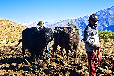 Farmers ploughing field with oxen, Cabanaconde, Chivay, Arequipa, Peru