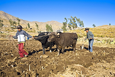 Farmers ploughing field with oxen, Cabanaconde, Chivay, Arequipa, Peru