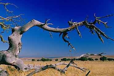 Close-up of a bare tree, Extremadura, Spain