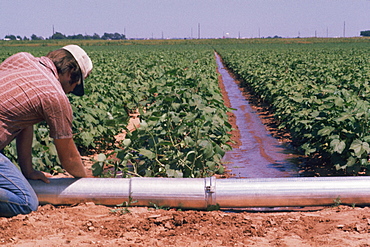 Irrigation of soybean fields, Texas