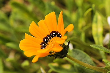 Close-up of a flower, Cinque Terre National Park, La Spezia, Liguria, Italy