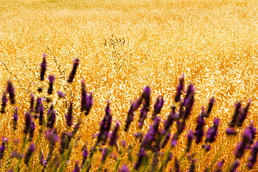 Lavender flowers in a field, Siena Province, Tuscany, Italy