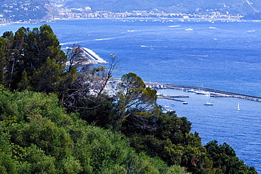 High angle view of trees on a hill, Italian Riviera, Mar Ligure, Genoa, Liguria, Italy