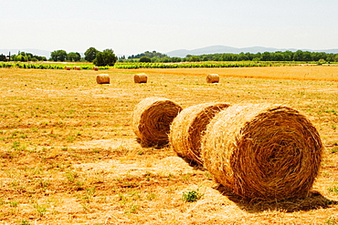 Hay bales in a field, Siena Province, Tuscany, Italy