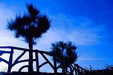 Silhouette of trees, Port Des Pecheurs, Biarritz, France