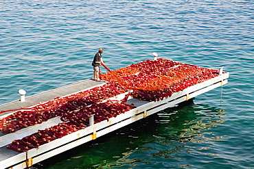 High angle view of a fisherman man holding commercial fishing net, Marina Grande, Capri, Sorrento, Sorrentine Peninsula, Naples Province, Campania, Italy