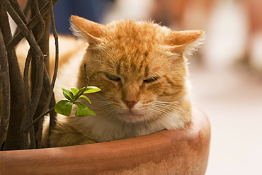 Close-up of a cat sleeping in a potted plant, Vernazza, La Spezia, Liguria, Italy