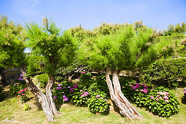 Trees and plants in a garden, Biarritz, Basque Country, Pyrenees-Atlantiques, Aquitaine, France
