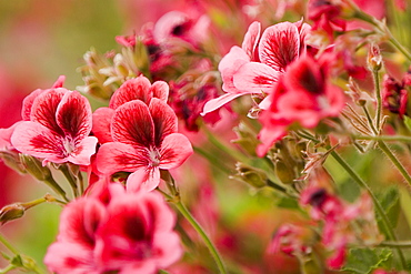 Close-up of flowers, Cinque Terre National Park, La Spezia, Liguria, Italy