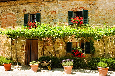 Potted plants outside a house, Piazza Roma, Monteriggioni, Siena Province, Tuscany, Italy